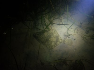 En skrubbe på omkring 25 cm fotograferet igennem tungevinduet.