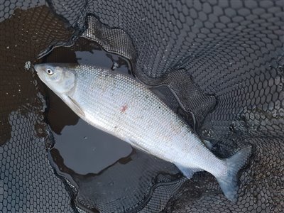 Snæbel (Coregonus oxyrhynchus) snæbelfiskeri, totalfredet, vadehavet, 