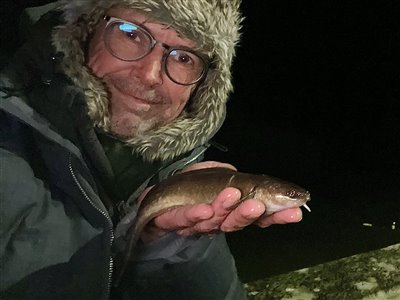 Femtrådet havkvabbe (Ciliata mustela) Fanget ved medefiskeri. 
Denne femtrådet havkvabbe blev genudsat. Nordjylland, (sted ikke oplyst) (Havn / mole) havkvabbefiskeri