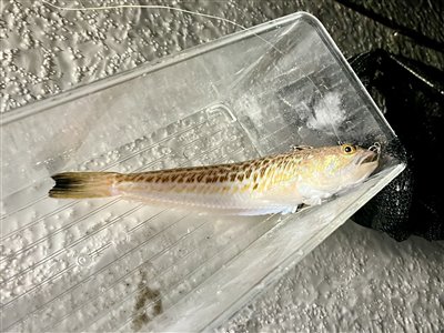 Fjæsing (Trachinus draco) Fanget ved medefiskeri. Lidt spændende at bakse med den i tungevinduet
Denne fjæsing blev genudsat. Østjylland, (sted ikke oplyst) (Hav) fjæsingefiskeri, giftig, bade, strand, grådig, varmt, vand