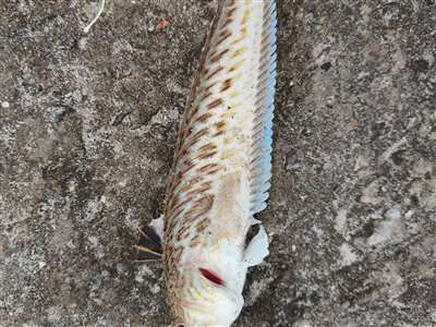 Fjæsing (Trachinus draco) Fanget ved spinnefiskeri.  Østjylland, (sted ikke oplyst) (Havn / mole) fjæsingefiskeri, giftig, bade, strand, grådig, varmt, vand