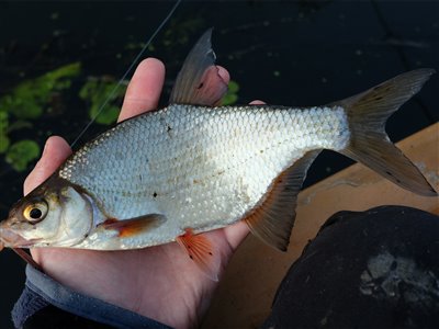 Flire (Blicca bjoerkna) Fanget ved medefiskeri.  Østjylland, Gudenåen (Å / bæk) flirefiskeri, å, regnorm, flåd, prop