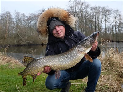 Gedde (Esox lucius) Fanget ved fluefiskeri.  Østjylland, (sted ikke oplyst) (Sø / mose) geddefiskeri, glubsk, rovfisk, agnfisk, stålforfang, forfang,