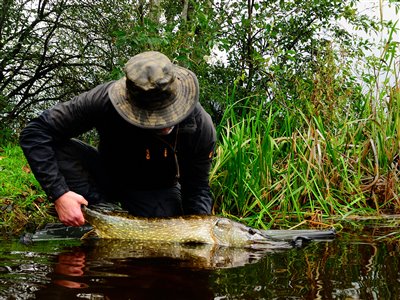 Gedde (Esox lucius) Fanget ved medefiskeri. 
Denne gedde blev genudsat. Syd- og Sønderjylland, (sted ikke oplyst) (Sø / mose) geddefiskeri, glubsk, rovfisk, agnfisk, stålforfang, forfang,