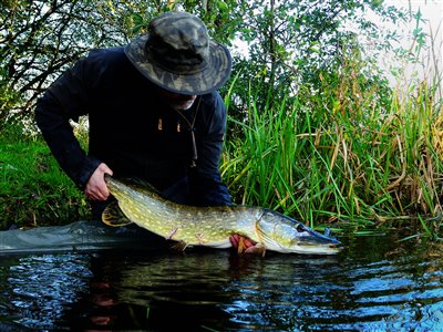 Gedde (Esox lucius) Fanget ved medefiskeri. 
Denne gedde blev genudsat. Syd- og Sønderjylland, (sted ikke oplyst) (Sø / mose) geddefiskeri, glubsk, rovfisk, agnfisk, stålforfang, forfang,