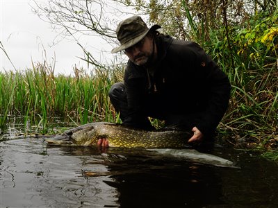 Gedde (Esox lucius) Fanget ved medefiskeri. 
Denne gedde blev genudsat. Syd- og Sønderjylland, (sted ikke oplyst) (Sø / mose) geddefiskeri, glubsk, rovfisk, agnfisk, stålforfang, forfang,