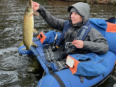 Gedde (Esox lucius) Fanget ved medefiskeri.  Østjylland, privat sø (Sø / mose) geddefiskeri, glubsk, rovfisk, agnfisk, stålforfang, forfang,