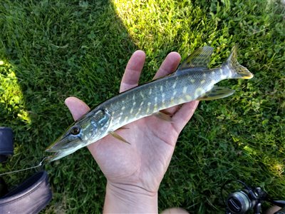 Gedde (Esox lucius) Fanget ved medefiskeri. Gedde på regnorm og prop! Vestjylland, Stauning Havn (Havn / mole) geddefiskeri, glubsk, rovfisk, agnfisk, stålforfang, forfang,