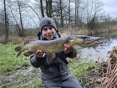 Gedde (Esox lucius) Fanget ved medefiskeri.  Østjylland, Privat mose (Sø / mose) geddefiskeri, glubsk, rovfisk, agnfisk, stålforfang, forfang,