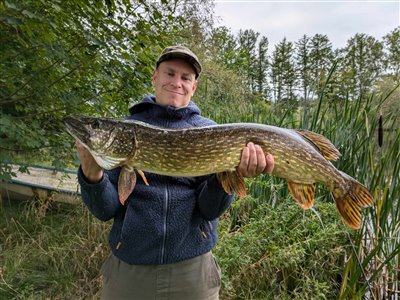 Gedde (Esox lucius) Fanget ved medefiskeri. 
Denne gedde blev genudsat. Østjylland, Privat mose (Sø / mose) geddefiskeri, glubsk, rovfisk, agnfisk, stålforfang, forfang,