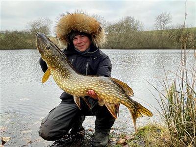 Gedde (Esox lucius) Fanget ved medefiskeri. En god vintergedde. Østjylland, Privat mose (Sø / mose) geddefiskeri, glubsk, rovfisk, agnfisk, stålforfang, forfang,