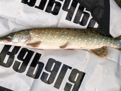 Gedde (Esox lucius) Fanget ved spinnefiskeri. Fanget efter agn var landet på bund og havde spinnet 2 gange
Denne gedde blev genudsat. Østjylland, Rørbæk Sø (Sø / mose) geddefiskeri, glubsk, rovfisk, agnfisk, stålforfang, forfang,