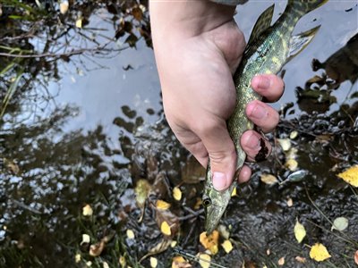 Gedde (Esox lucius) Fanget ved spinnefiskeri. 
Denne gedde blev genudsat. Nordsjælland, Sillebro ådal (Sø / mose) geddefiskeri, glubsk, rovfisk, agnfisk, stålforfang, forfang,