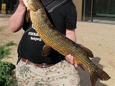 Gedde (Esox lucius) Fanget ved spinnefiskeri. Rigtig god gedde med godt med kamp i sig 
Denne gedde blev genudsat. Østjylland, (sted ikke oplyst) (Å / bæk) geddefiskeri, glubsk, rovfisk, agnfisk, stålforfang, forfang,