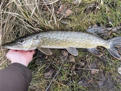 Gedde (Esox lucius) Fanget ved spinnefiskeri. 
Denne gedde blev genudsat.
Første fisk i 2025 Nordsjælland, (sted ikke oplyst) (Sø / mose) geddefiskeri, glubsk, rovfisk, agnfisk, stålforfang, forfang,