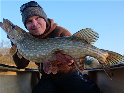 Gedde (Esox lucius) Fanget ved spinnefiskeri.  Østjylland, Gudenåen (Å / bæk) geddefiskeri, glubsk, rovfisk, agnfisk, stålforfang, forfang,