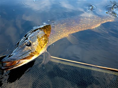 Gedde (Esox lucius) Fanget ved spinnefiskeri.  Østjylland, Privat mose (Sø / mose) geddefiskeri, glubsk, rovfisk, agnfisk, stålforfang, forfang,