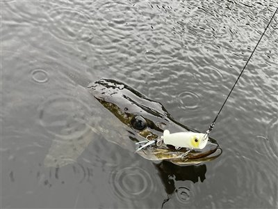 Gedde (Esox lucius) Fanget ved spinnefiskeri. Gedden blev afkroget i vandet. Østjylland, Privat mose (Sø / mose) geddefiskeri, glubsk, rovfisk, agnfisk, stålforfang, forfang,