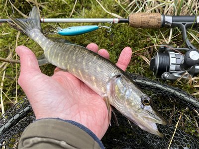 Gedde (Esox lucius) Fanget ved spinnefiskeri. Minigedde
Denne gedde blev genudsat. Syd- og Sønderjylland, (sted ikke oplyst) (Sø / mose) geddefiskeri, glubsk, rovfisk, agnfisk, stålforfang, forfang,