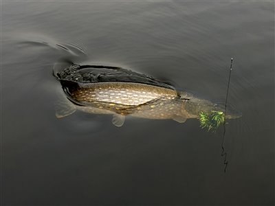 Gedde på flue.