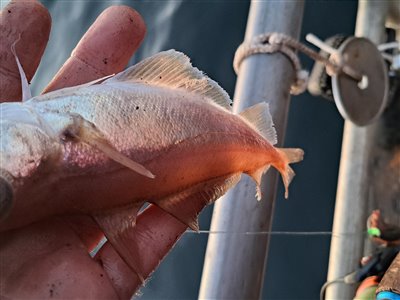 Glyse (Trisopterus minutus) Fanget ved medefiskeri. 
Denne glyse blev genudsat. Nordjylland, Herthas Flak (Hav) glysefiskeri, torskefisk