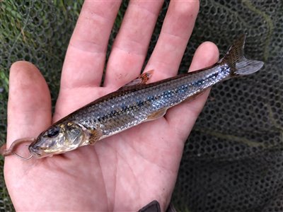 Grundling (Gobio gobio) Fanget ved medefiskeri. En fin stor grundling fra Gudenåen. Østjylland, Gudenåen (Å / bæk) grundlingfiskeri, regnorm, enkeltkrog