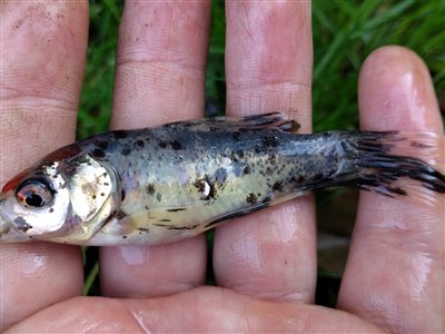 Guldfisk / sølvkarusse (Carassius auratus) Fanget ved medefiskeri.  Østjylland, (sted ikke oplyst) (Sø / mose) guldfiskefiskeri