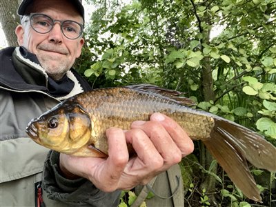 Guldfisk / sølvkarusse (Carassius auratus) Fanget ved medefiskeri. 
Denne guldfisk / sølvkarusse blev genudsat. Nordjylland, (sted ikke oplyst) (Sø / mose) guldfiskefiskeri