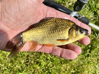 Guldfisk / sølvkarusse (Carassius auratus) Fanget ved medefiskeri. 
Denne guldfisk / sølvkarusse blev genudsat. Østjylland, (sted ikke oplyst) (Sø / mose) guldfiskefiskeri