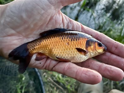 Guldfisk / sølvkarusse (Carassius auratus) Fanget ved medefiskeri. En super flot fætter
Denne guldfisk / sølvkarusse blev genudsat. Østjylland, (sted ikke oplyst) (Sø / mose) guldfiskefiskeri