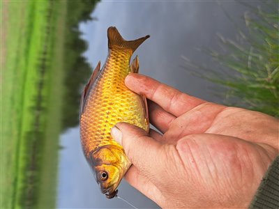 Guldfisk / sølvkarusse (Carassius auratus) Fanget ved medefiskeri. 
Denne guldfisk / sølvkarusse blev genudsat. Østjylland, (sted ikke oplyst) (Sø / mose) guldfiskefiskeri