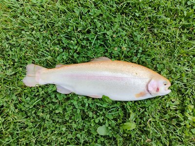 Guldørred (Oncorhynchus mykiss) Fanget ved medefiskeri.  Østjylland, Lundum Lystfiskersø (Put & Take) guldørredfiskeri, regnbueørred, put and take, dambrug