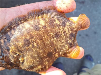 Hårhvarre (Zeugopterus punctatus) Fanget ved medefiskeri. 
Dette er min første hårhvarre.
Denne hårhvarre blev genudsat. Nordjylland, Herthas Flak (Hav) hårhvarrefiskeri, fladfisk