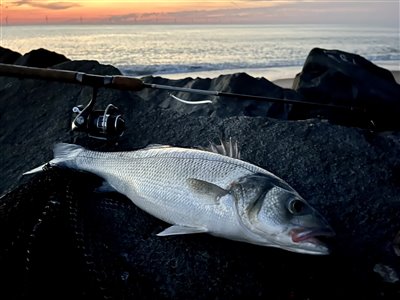 Havbars (Dicentrarchus labrax) Fanget ved spinnefiskeri. 
Denne havbars blev hjemtaget. Vestjylland, Vesterhavet (Kyst) havbarsfiskeri, rovfisk