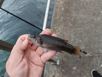 Havkarusse (Ctenolabrus rupestris) Fanget ved medefiskeri.  Østjylland, (sted ikke oplyst) (Havn / mole) havkarussefiskeri, havn, høfde. mole