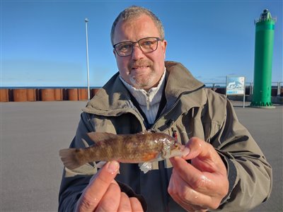 Havkarusse (Ctenolabrus rupestris) Fanget ved medefiskeri.  Nordjylland, (sted ikke oplyst) (Havn / mole) havkarussefiskeri, havn, høfde. mole