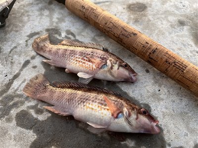 Havkarusse (Ctenolabrus rupestris) Fanget ved medefiskeri. 
Denne havkarusse blev genudsat. Nordjylland, (sted ikke oplyst) (Havn / mole) havkarussefiskeri, havn, høfde. mole