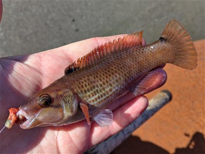 Havkarusse (Ctenolabrus rupestris) Fanget ved medefiskeri.  Nordjylland, Skagen (Havn / mole) havkarussefiskeri, havn, høfde. mole