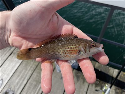 Havkarusse (Ctenolabrus rupestris) Fanget ved medefiskeri. 
Denne havkarusse blev genudsat.
Fin havkarusse fra helsingør Nordsjælland, Helsingør statshavn (Havn / mole) havkarussefiskeri, havn, høfde. mole