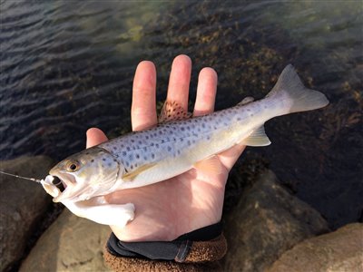 Havørred (Salmo trutta forma trutta) Fanget ved medefiskeri.  Østjylland, Juelsminde (Kyst) havørredfiskeri, blink, tobis, flue, overspringer, grønlænder, nedfaldsfisk, blankfisk