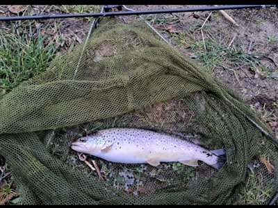 Havørred (Salmo trutta forma trutta) Fanget ved medefiskeri. 
Denne havørred blev genudsat. Østjylland, (sted ikke oplyst) (Fjord) havørredfiskeri, blink, tobis, flue, overspringer, grønlænder, nedfaldsfisk, blankfisk