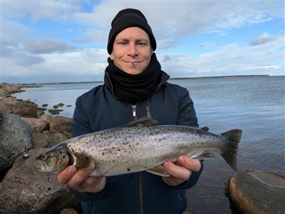 Havørred (Salmo trutta forma trutta) Fanget ved spinnefiskeri. En havørred på ca 50 cm.
Denne havørred blev hjemtaget. Østjylland, Juelsminde (Kyst) havørredfiskeri, blink, tobis, flue, overspringer, grønlænder, nedfaldsfisk, blankfisk