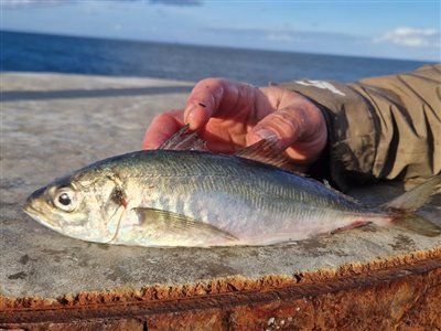 Hestemakrel (Trachurus trachurus) Fanget ved spinnefiskeri. 
Denne hestemakrel blev genudsat. Nordjylland, (sted ikke oplyst) (Havn / mole) hestemakrelfiskeri, makrelforfang, århus havn