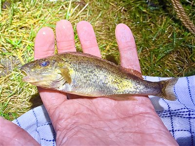 Hork (Gymnocephalus cernua) Fanget ved medefiskeri. 
Denne hork blev genudsat. Vestjylland, Vonå (Å / bæk) horkfiskeri, aborre, lille, regnorm