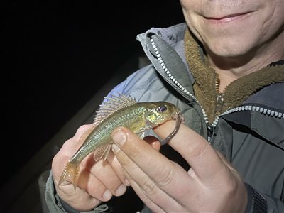 Hork (Gymnocephalus cernua) Fanget ved medefiskeri. Godnat hork! Vestjylland, Vonå (Å / bæk) horkfiskeri, aborre, lille, regnorm