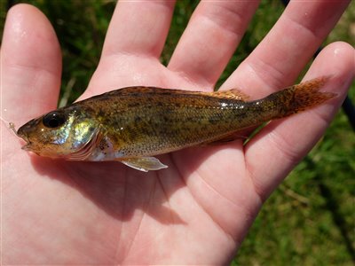 Hork (Gymnocephalus cernua) Fanget ved medefiskeri.  Vestjylland, Nissum fjord (Fjord) horkfiskeri, aborre, lille, regnorm