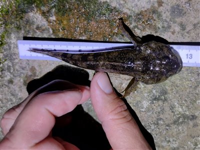 Hvidfinnet ferskvandsulk (Cottus gobio) Fanget ved medefiskeri. 
Denne hvidfinnet ferskvandsulk blev genudsat. Vest- og Sydsjælland, Suså (Å / bæk) ferskvandsulkefiskeri