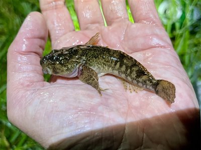 Hvidfinnet ferskvandsulk (Cottus gobio) Fanget ved medefiskeri. 
Denne hvidfinnet ferskvandsulk blev genudsat. Vest- og Sydsjælland, (sted ikke oplyst) (Å / bæk) ferskvandsulkefiskeri