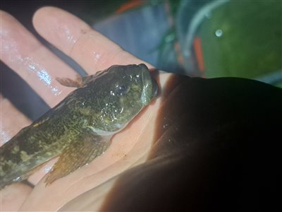 Hvidfinnet ferskvandsulk (Cottus gobio) Fanget ved medefiskeri. 
Dette er min første hvidfinnet ferskvandsulk.
Denne hvidfinnet ferskvandsulk blev genudsat. Vest- og Sydsjælland, (sted ikke oplyst) (Å / bæk) ferskvandsulkefiskeri