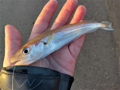 Hvilling (Merlangius merlangus) Fanget ved medefiskeri.  Nordjylland, Skagen (Havn / mole) hvillingefiskeri, sild, børsteorm, sandorm, spidse, tænder